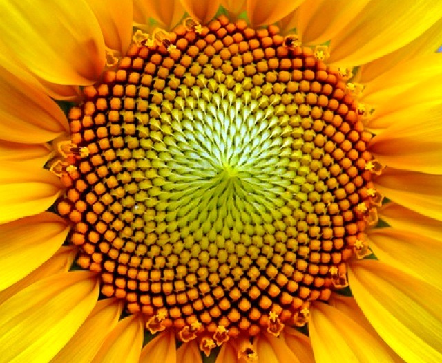 O girassol é capaz de conter até oito mil flores em uma única planta