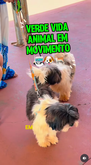Projeto 'Verde Vida Animal em Movimento' promove castração animal gratuita no Bairro Promissão