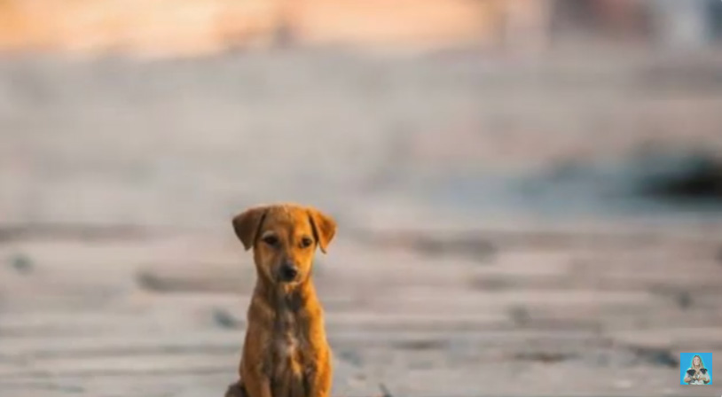Veja o que a Holanda fez para conseguir zerar os cachorros de rua